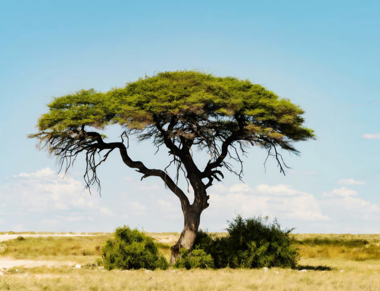 Mopane Holz mit Boulder Opal, Yowah Nuss Opal Holz Anhänger, 35 x 14 x 12 mm, gebohrt, an Lederband