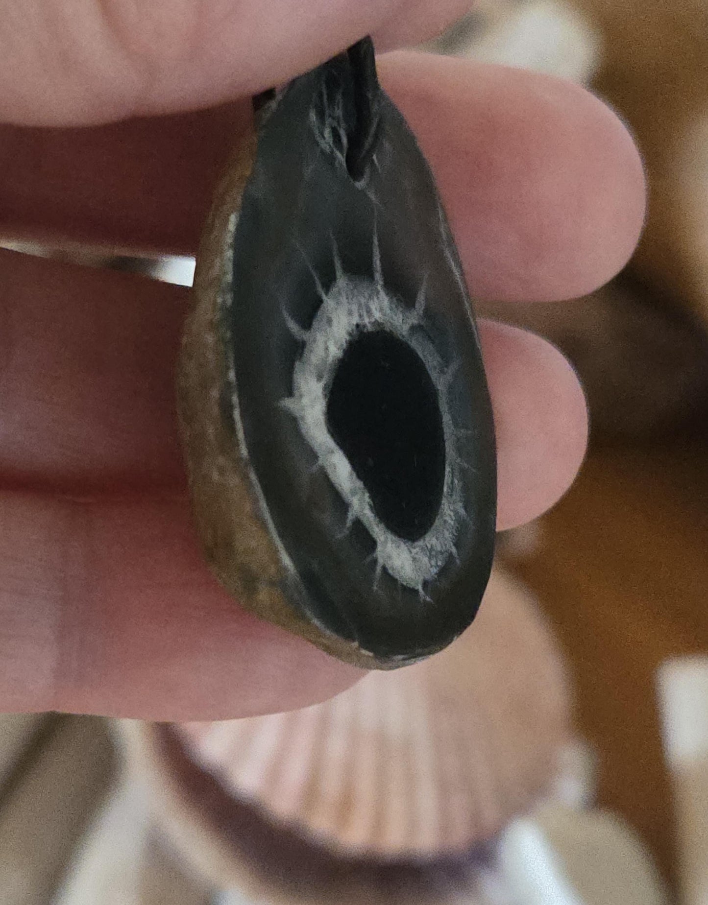 Seltener Septarie Stein, Drachen Stein, Drachenei, Fossil fossiler Schmuck Anhänger, 39 x 32 x 11 mm, gebohrt, an verstellbarem Lederband