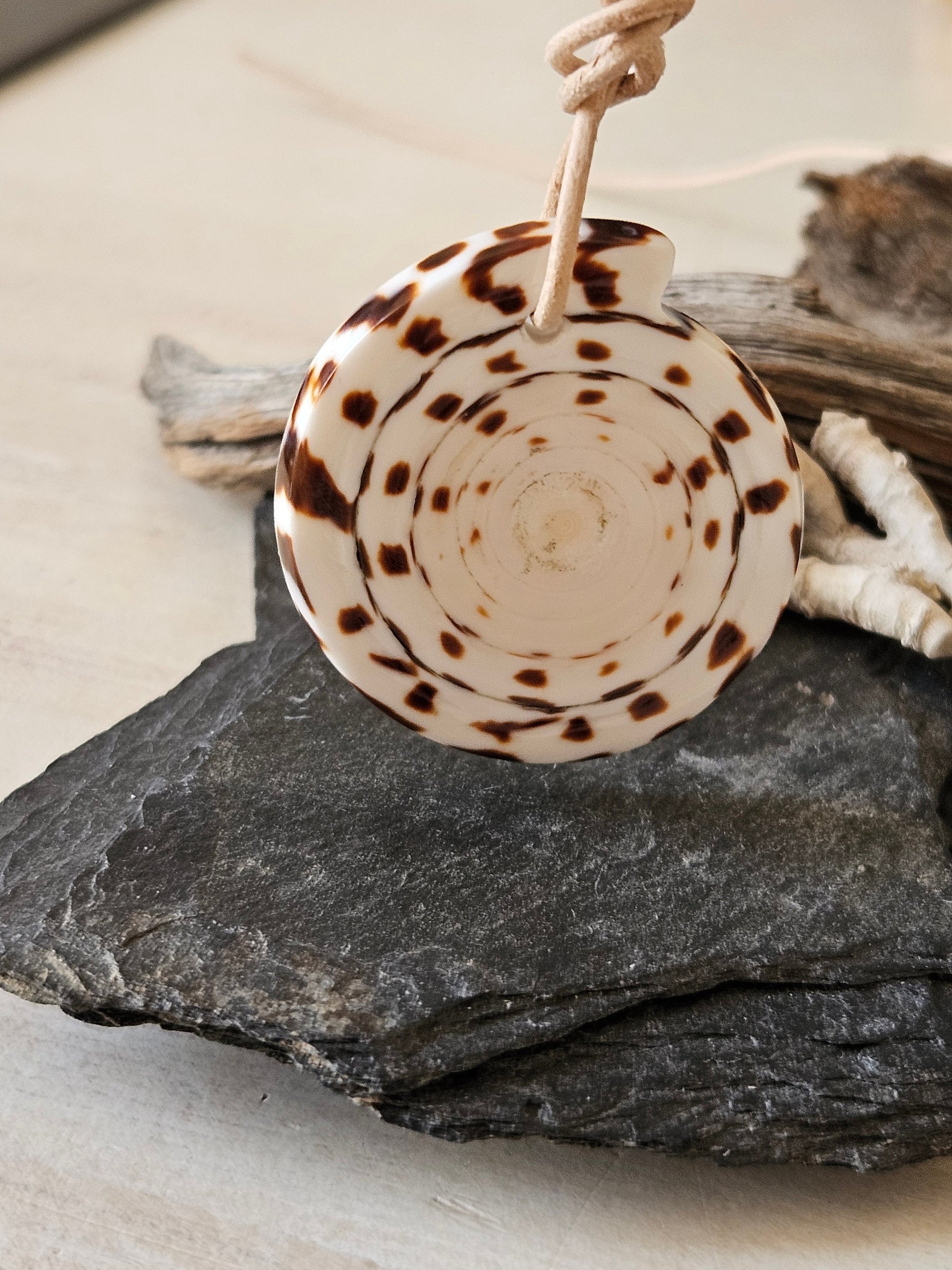 Conus Muschel Schnecke groß Conus figulinus Linnaeus Feigenkegel Anhänger 45 x 40 x 5 mm, gebohrt, an verstellbarem Lederband