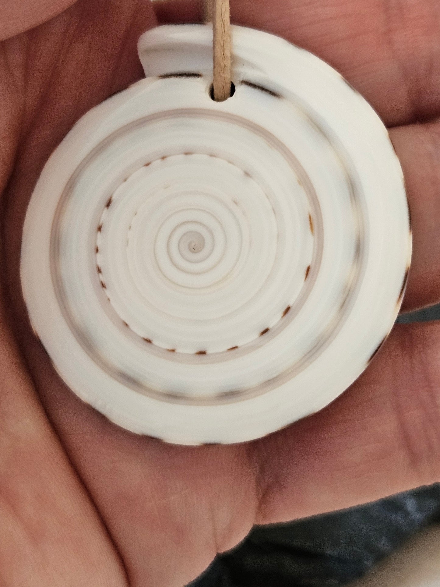 Conus Muschel Schnecke groß Conus figulinus Linnaeus Feigenkegel Anhänger 45 x 40 x 5 mm, gebohrt, an verstellbarem Lederband