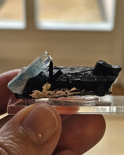 Aquamarin auf Schörl, schwarzem Turmalin, Stufe, Erongo Namibia