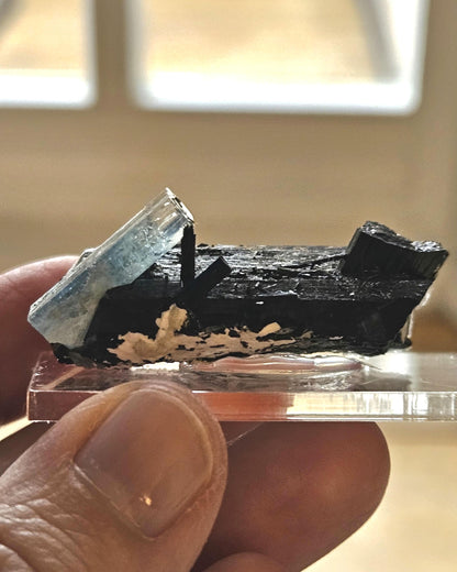 Aquamarin auf Schörl, schwarzem Turmalin, Stufe, Erongo Namibia