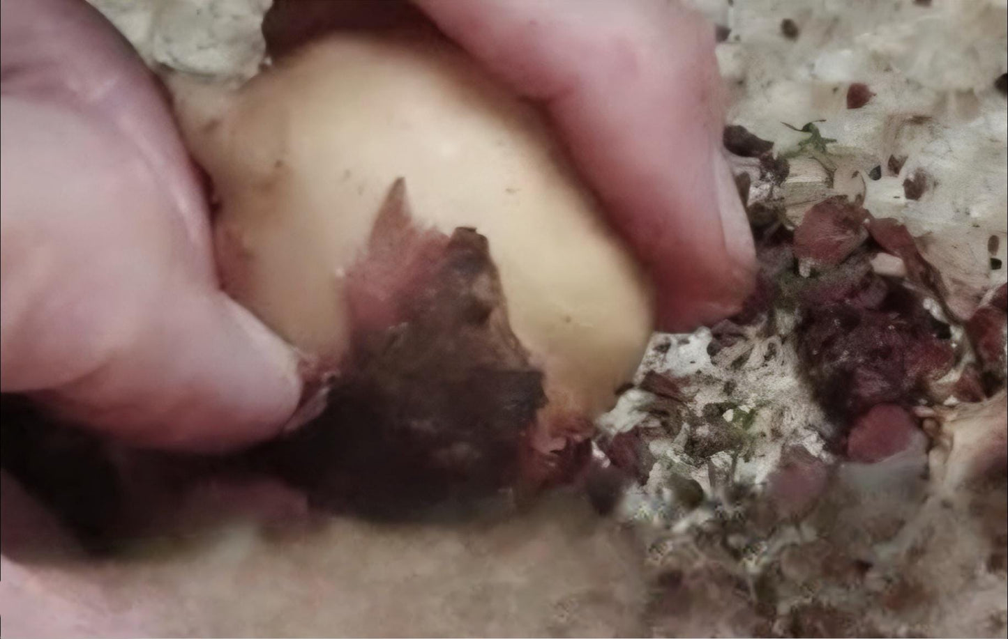 Baumperlen Anhänger der Rotbuche mit Peridot Olivin, Holz Anhänger mit Edelstein, 20 x 17 x 11 mm, an Lederband