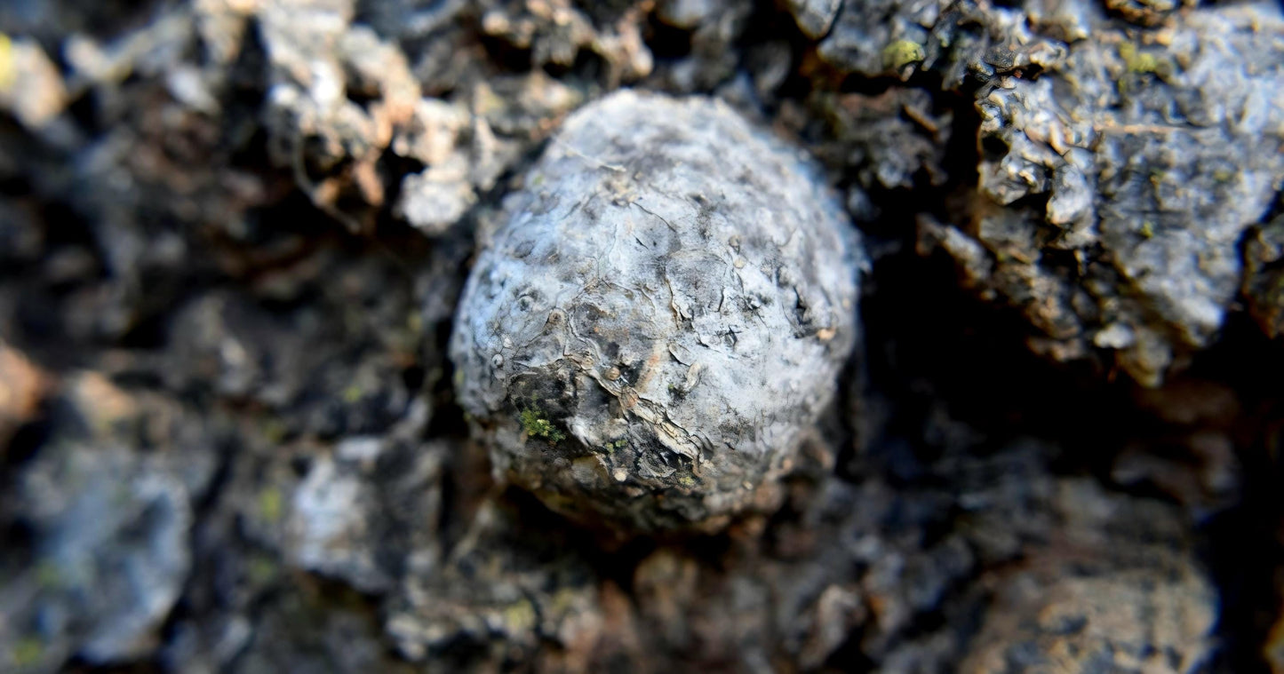 Baumperlen Anhänger der Buche mit Boulder Opal, Holz Anhänger mit Edelstein, 55 x 28 x 15 mm, an verstellbarem Lederband