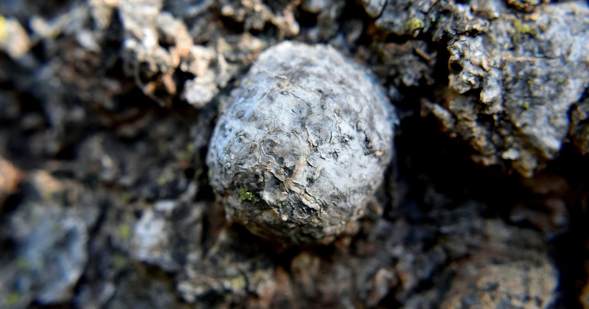 Baumperlen Anhänger der Buche mit Boulder Opal, Holz Anhänger mit Edelstein, 55 x 28 x 15 mm, an verstellbarem Lederband