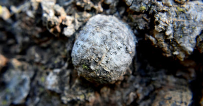 Baumperlen Anhänger der Buche mit Boulder Opal, Holz Anhänger mit Edelstein, 55 x 28 x 15 mm, an verstellbarem Lederband