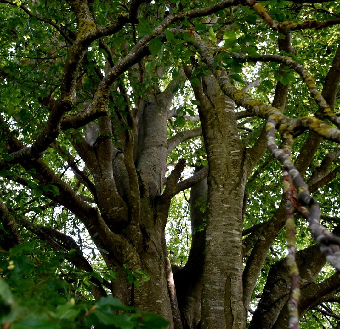 Baumperlen Anhänger der Rotbuche, mit mexikanischem Feuerachat, Holz Anhänger mit Edelstein, 24 x 17 x 15 mm, an Lederband