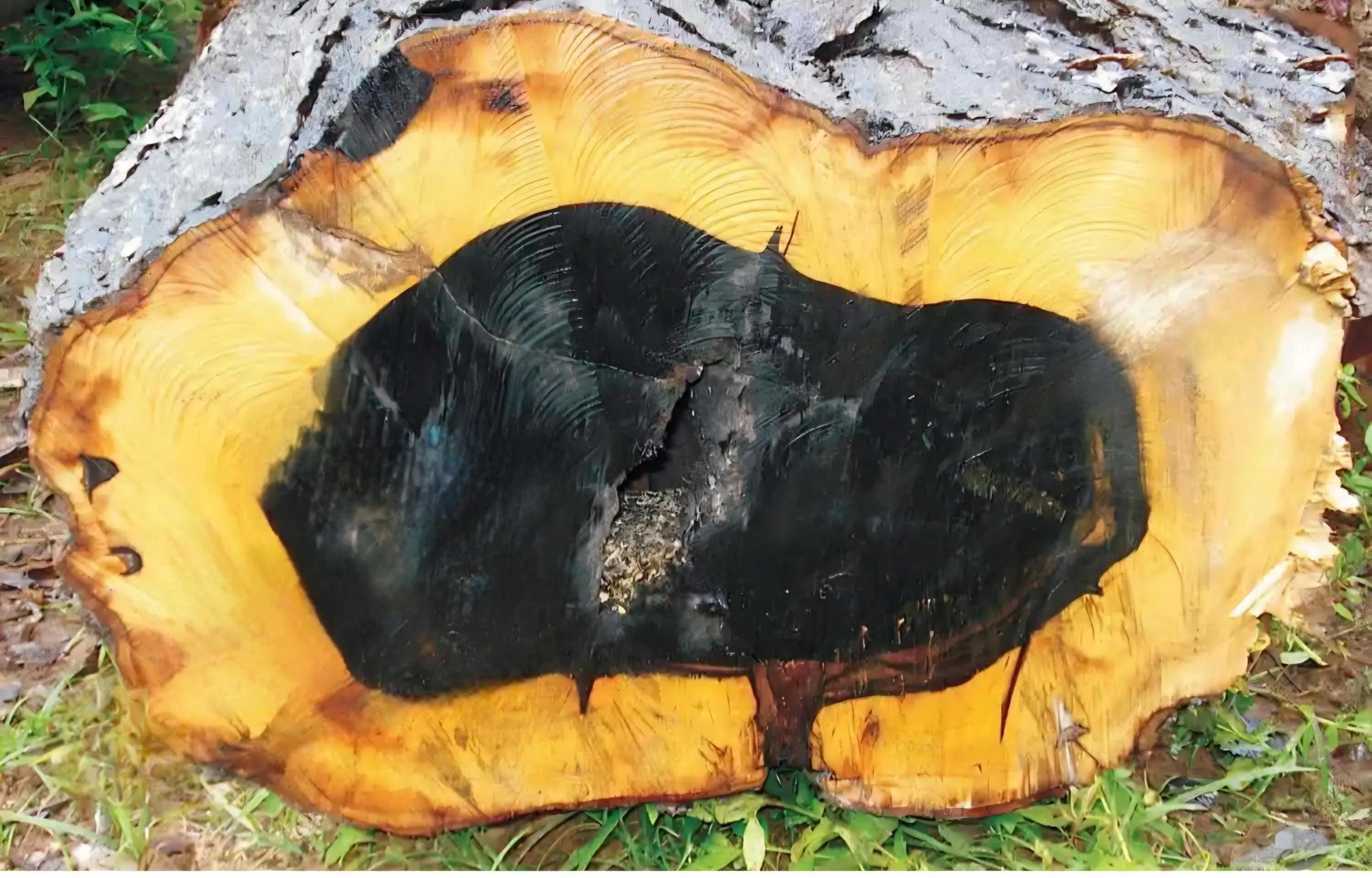 Ebenholz mit Boulder Opal, Yowah Nuss Opal Holz Anhänger, 30 x 15 x 10 mm, gebohrt, an Lederband