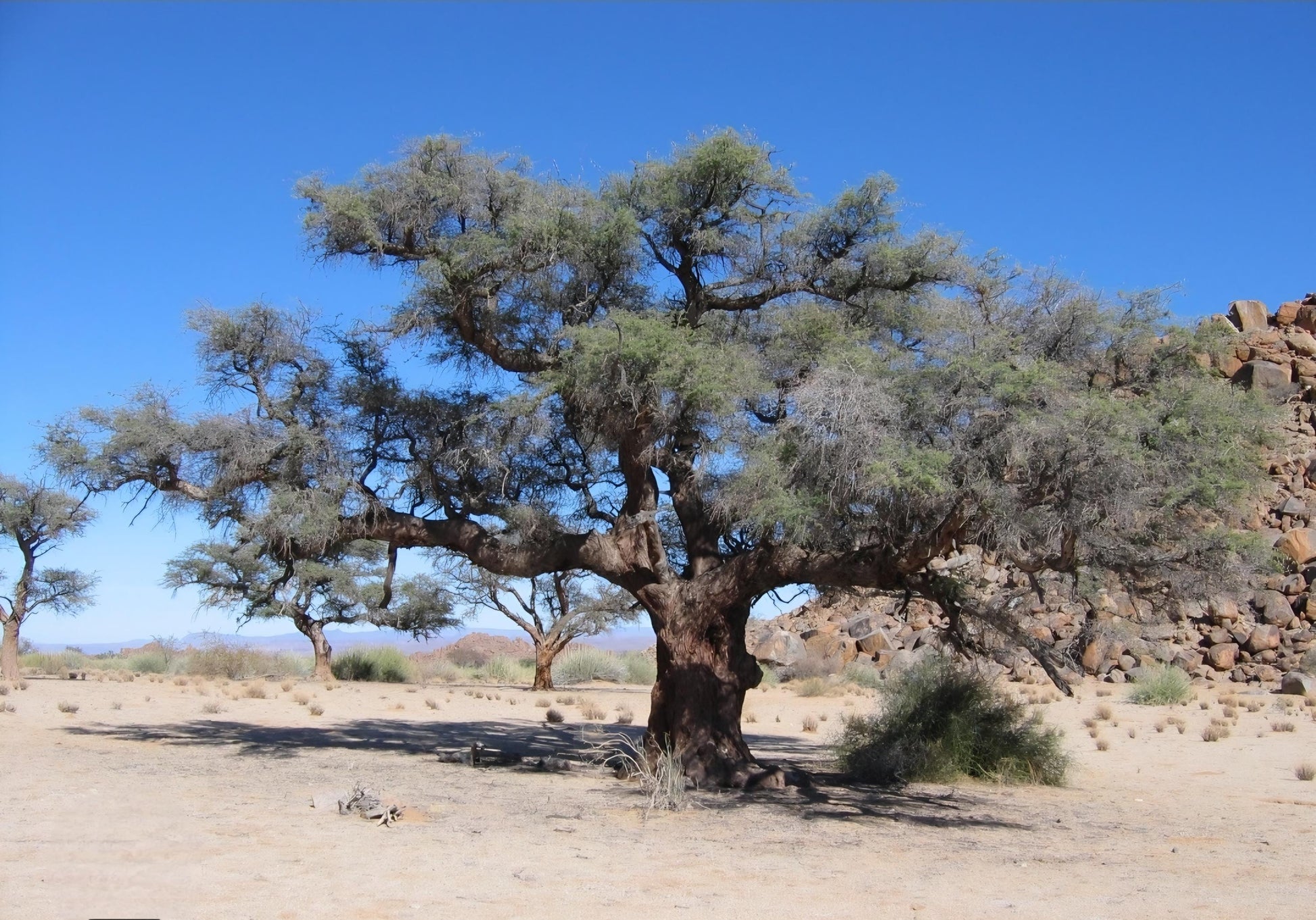 Kameldorn Holz mit Boulder Opal, Yowah Nuss Opal Holz Anhänger, 35 x 17 x 11 mm, gebohrt, an Lederband