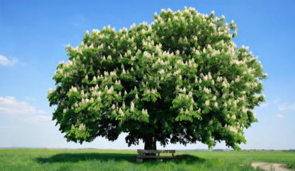 Baumperlen Anhänger der Kastanie mit Carneol Karneol Sarder, Holz Anhänger mit Edelstein, 50 x 30 x 21 mm, an verstellbarem Lederba