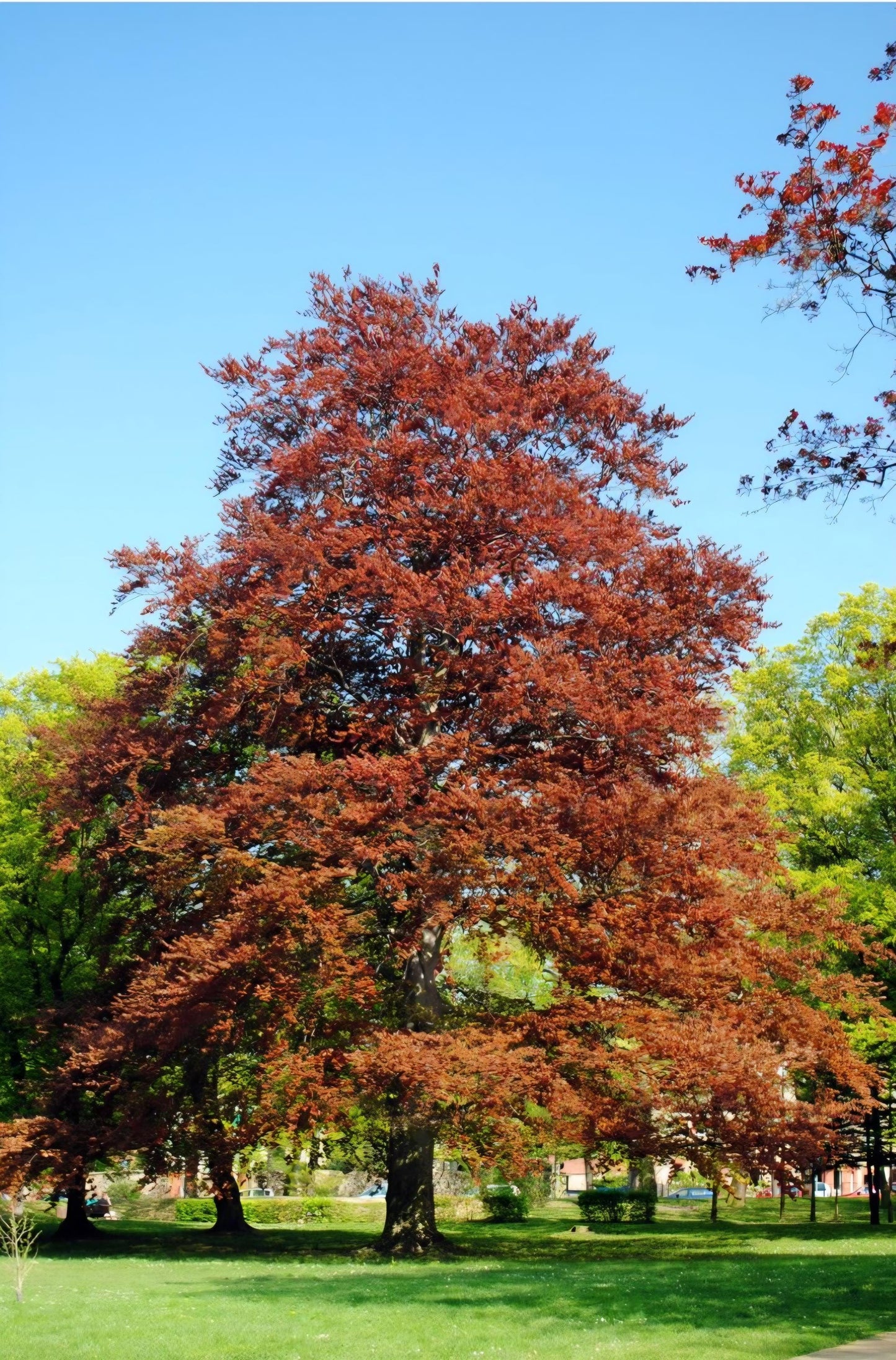 Baumperlen Anhänger der Rotbuche mit Peridot Olivin, Holz Anhänger mit Edelstein, 20 x 17 x 11 mm, an Lederband
