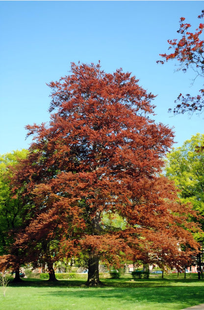 Baumperlen Anhänger der Rotbuche mit Peridot Olivin, Holz Anhänger mit Edelstein, 20 x 17 x 11 mm, an Lederband