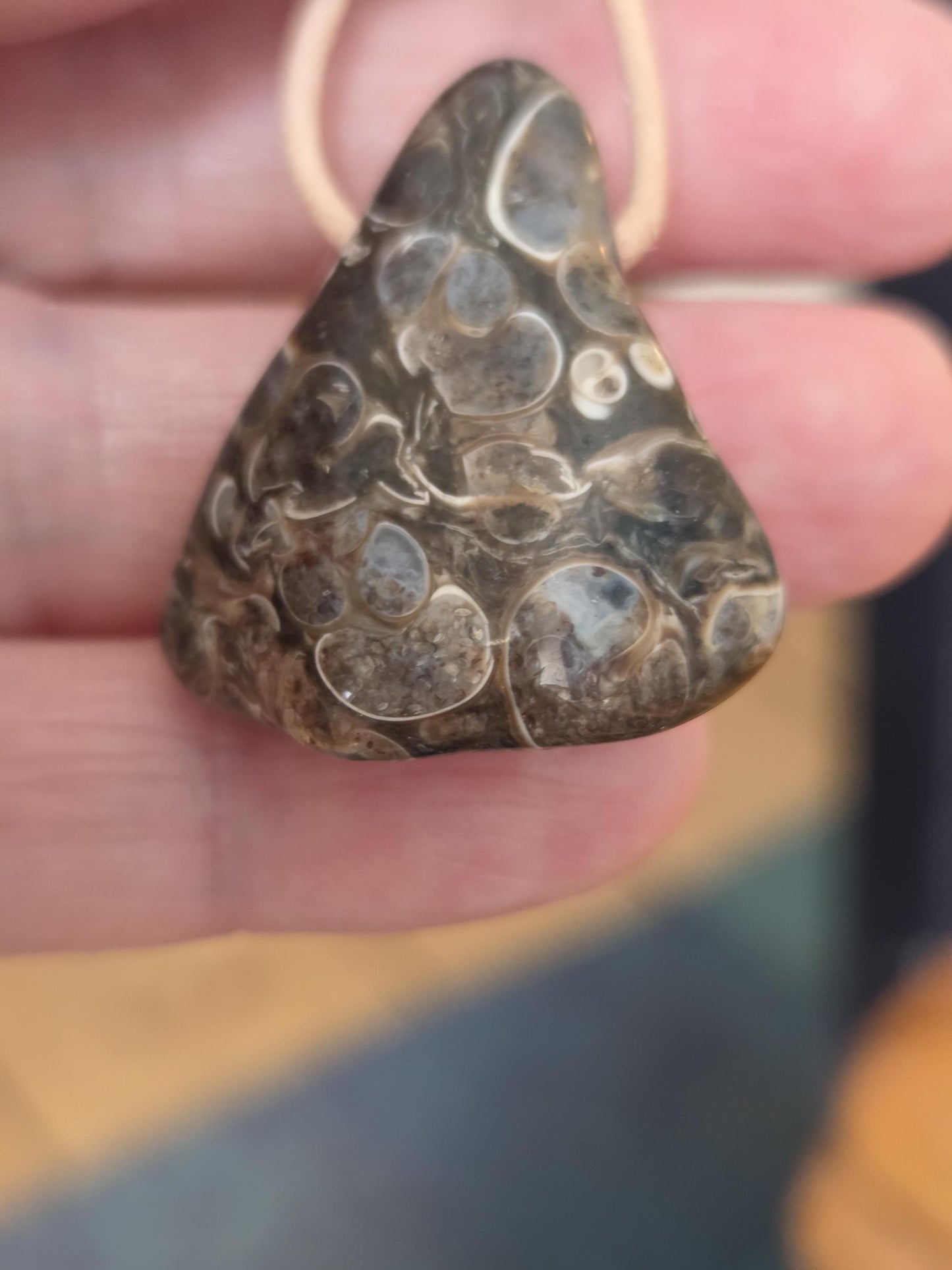 Turitella Achat Jaspis, Schnecken Muschel Fossil Jaspis in Chalcedon, Anhänger, 47 x 18 x 4 mm, gebohrt, an Lederband, FO Wyoming