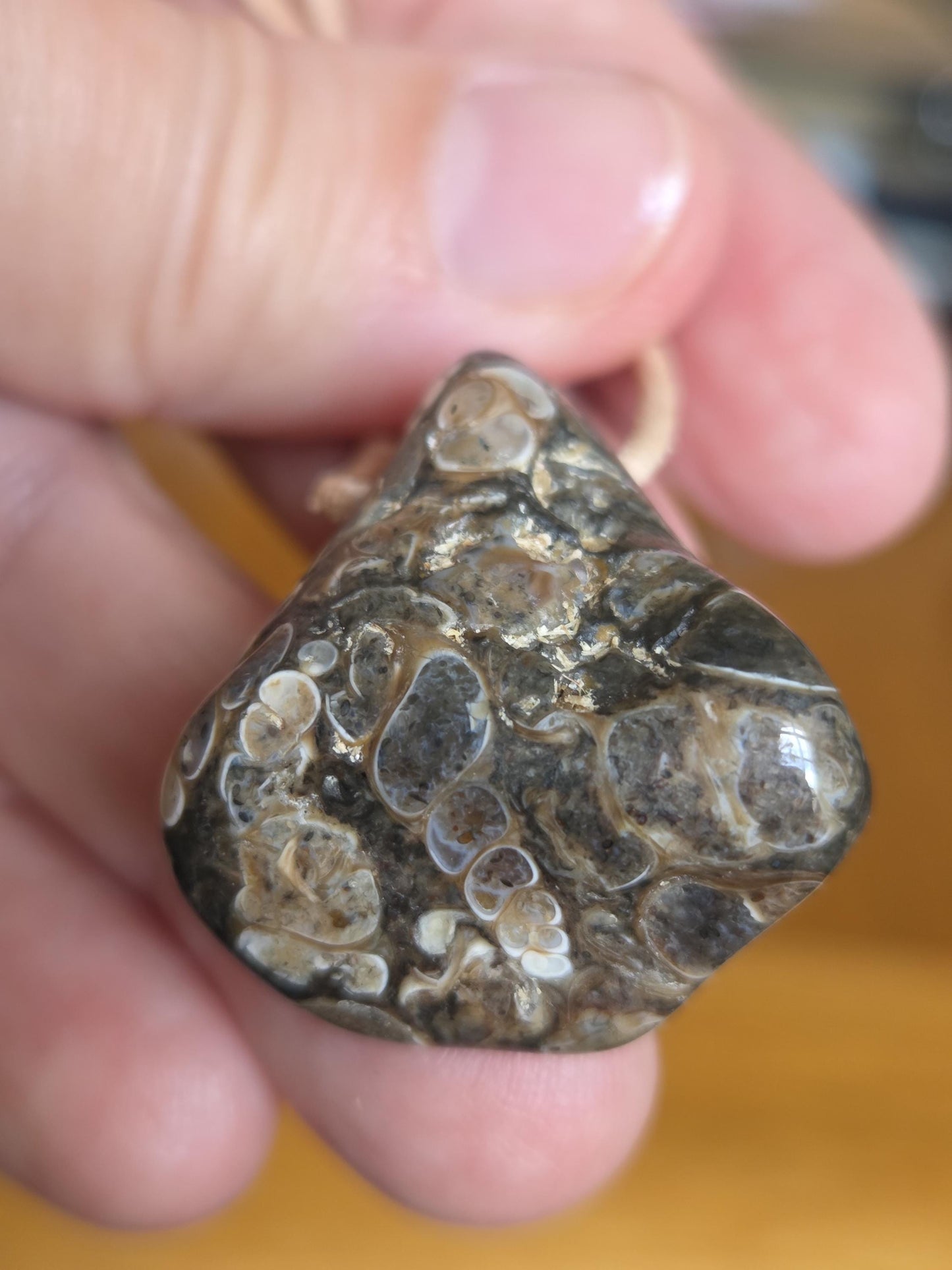 Turitella Achat Jaspis, Schnecken Muschel Fossil Jaspis in Chalcedon, Anhänger, 47 x 18 x 4 mm, gebohrt, an Lederband, FO Wyoming
