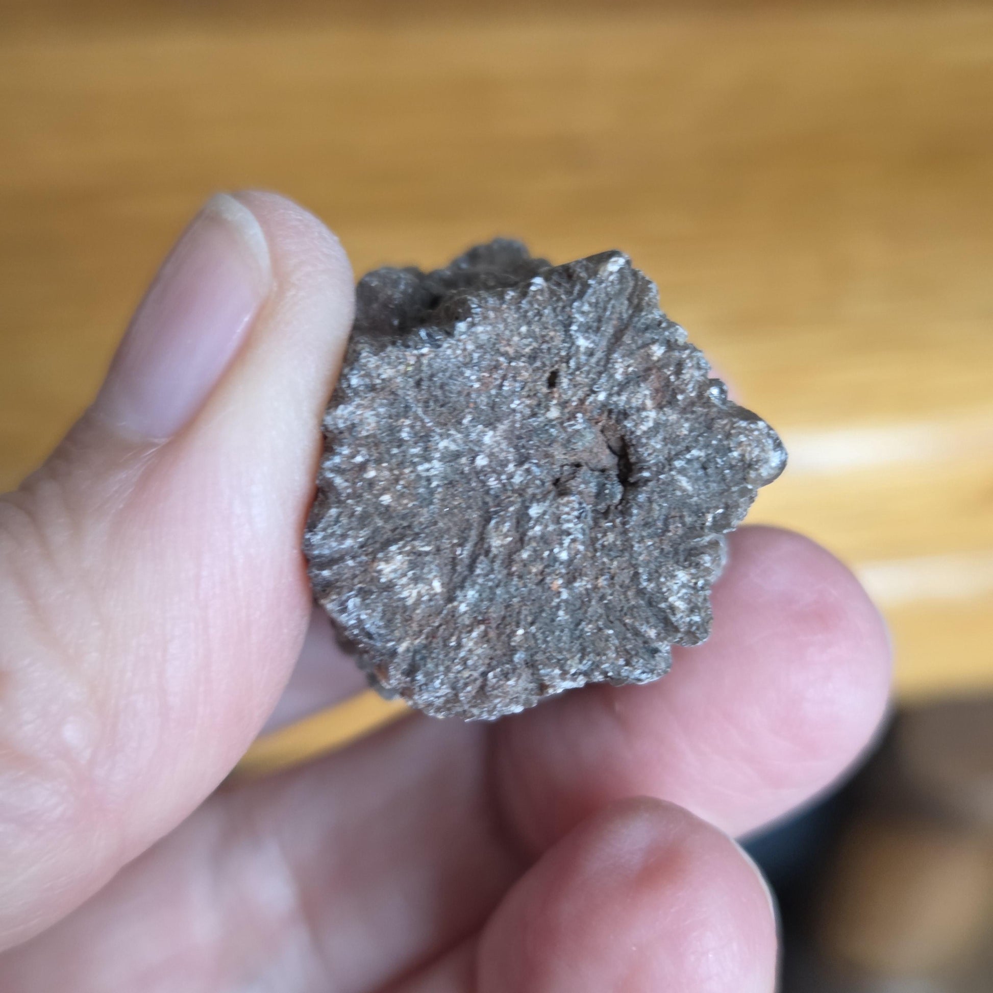Rarität! Versteinertes Holz mit Aragonit Anhängseln, 35 x 25 x 25 mm, 31,06 g., 155,25 ct., Mineral Sammlerstein , Stufe, Toskana