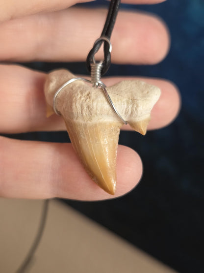 Versteinerter, fossiler Haizahn, Megalodon Zahn Anhänger, 38 x 30 x 9 mm, an Lederband, Surferschmuck, Einschulung, Geschenk für Kinder