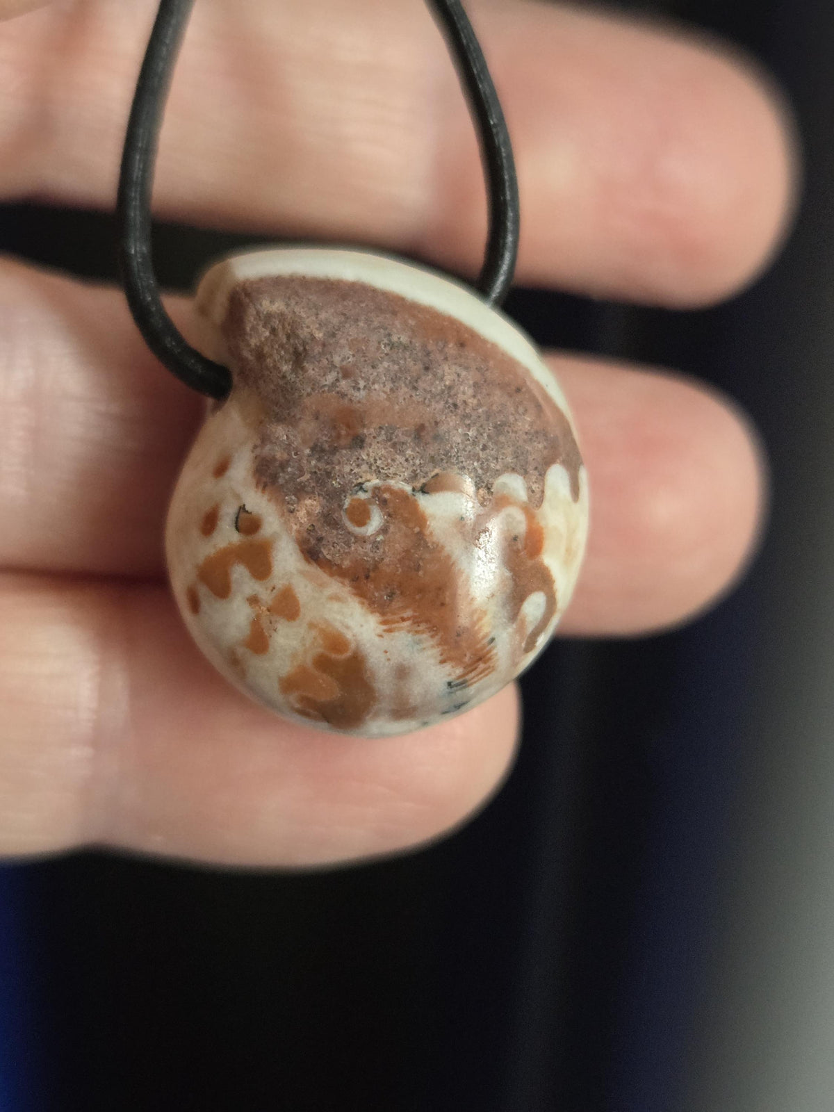 Versteinerte seltene Küsten Schnecke Ammonit, fossiler Schmuck Anhänger, 24 x 23 x 13 mm, gebohrt, an verstellbarem Lederband